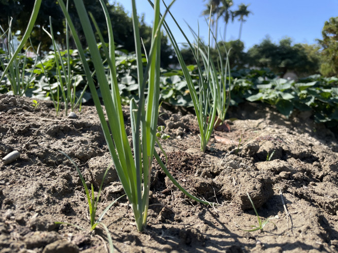 編號188圖片連結的縮圖